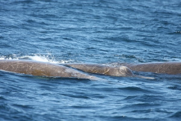 Baird's Beaked Whales